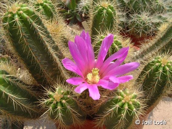 Echinocereus viereckii JLcoll.1300